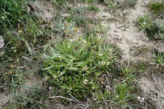 Neotorularia torulosa
