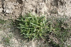 Neotorularia torulosa