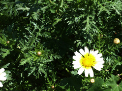 Glebionis coronaria discolor