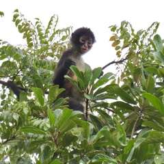 Ateles geoffroyi image