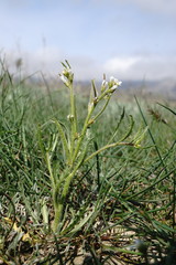 Neotorularia torulosa