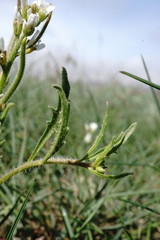 Neotorularia torulosa