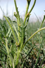 Neotorularia torulosa
