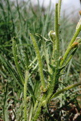 Neotorularia torulosa
