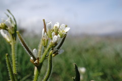Neotorularia torulosa