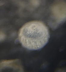 Oolina borealis