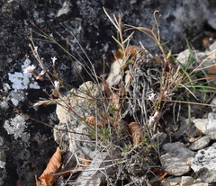 Asperula supina