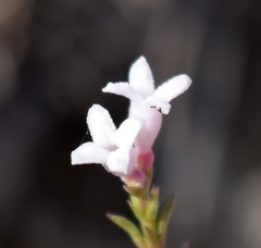 Asperula supina