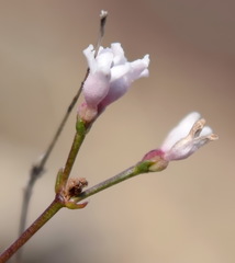 Asperula supina