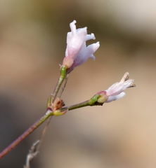 Asperula supina