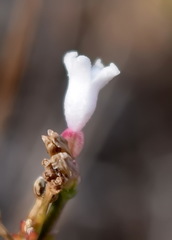 Asperula supina