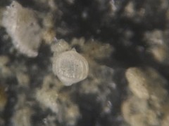 Oolina borealis