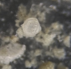Oolina borealis