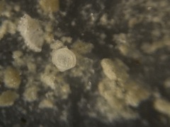 Oolina borealis