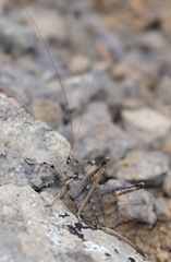 Paradrymadusa galitzini