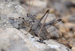 Paradrymadusa galitzini