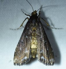 Langessa nomophilalis