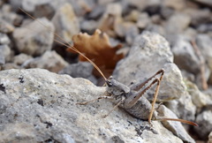 Paradrymadusa galitzini