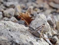 Paradrymadusa galitzini