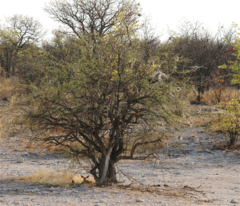 Stegodyphus dumicola