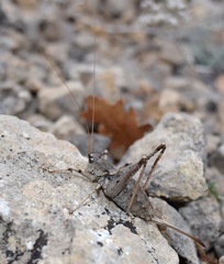 Paradrymadusa galitzini