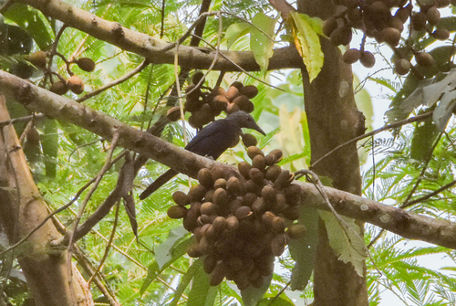 Chestnut-winged Starling (Onychognathus fulgidus), photo 4