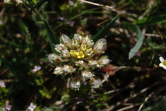 Alyssum umbellatum