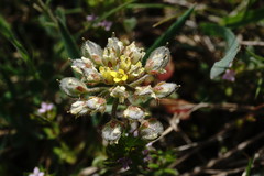 Alyssum umbellatum