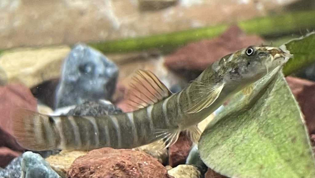 Red-Tailed Squirrel Loach