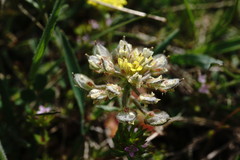 Alyssum umbellatum