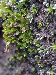 Syntrichia latifolia