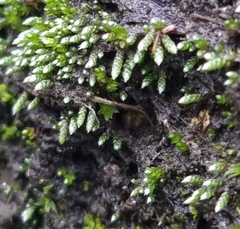 Bryum argenteum