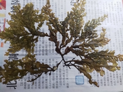 Hormophysa cuneiformis