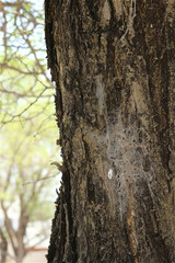 Stegodyphus dumicola