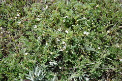 Astragalus guttatus