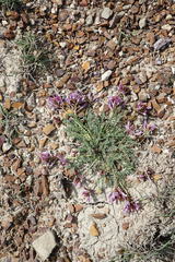 Astragalus suprapilosus