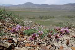Astragalus suprapilosus