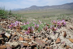 Astragalus suprapilosus