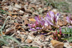 Astragalus suprapilosus