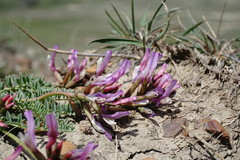 Astragalus suprapilosus