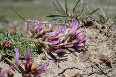 Astragalus suprapilosus