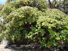 Brachyglottis rotundifolia