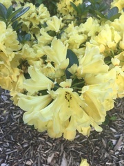 Rhododendron × hybridum