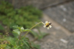 Apis mellifera