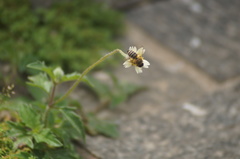 Apis mellifera