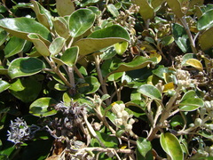 Brachyglottis rotundifolia