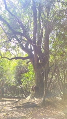 Phytolacca dioica