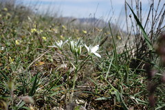 Ornithogalum navaschinii