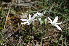 Ornithogalum navaschinii