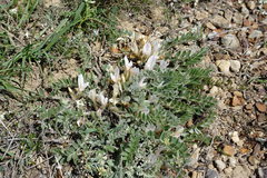 Astragalus testiculatus